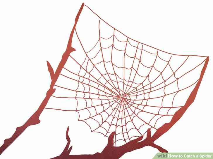 Image intitulée Attraper une Araignée Étape 3